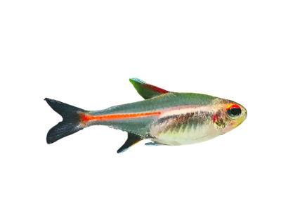 Glow Light Tetra 6PCS Combo Deal