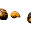 نيريت الحلزون