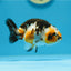 Callio Ranchu