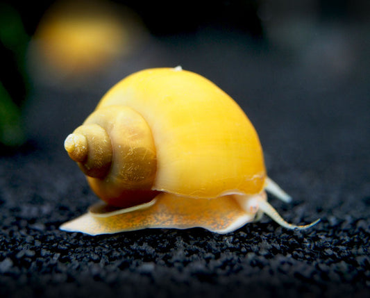 APPLE SNAIL