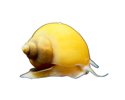حلزون التفاح