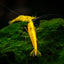 YELLOW GOLDLINE SHRIMPS 1.5cm