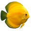Yellow Discus Fish (Albino Strains)