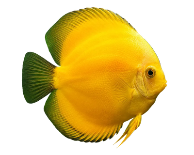 Yellow Discus Fish (Albino Strains)