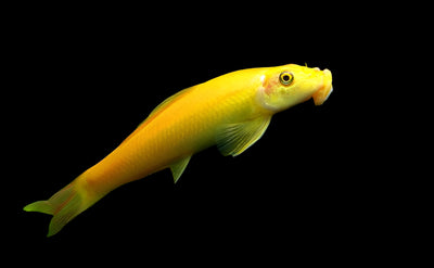 GOLDEN ALGAE EATER