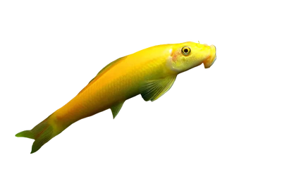 Golden Algae Eater