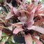 Neoregelia Golden Gleam Plant (Terrarium)