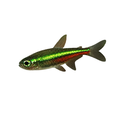 Green Neon Tetra