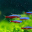 Cardinal Tetra 5PCS Combo Deal