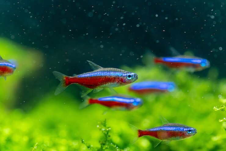 Cardinal Tetra 5PCS Combo Deal