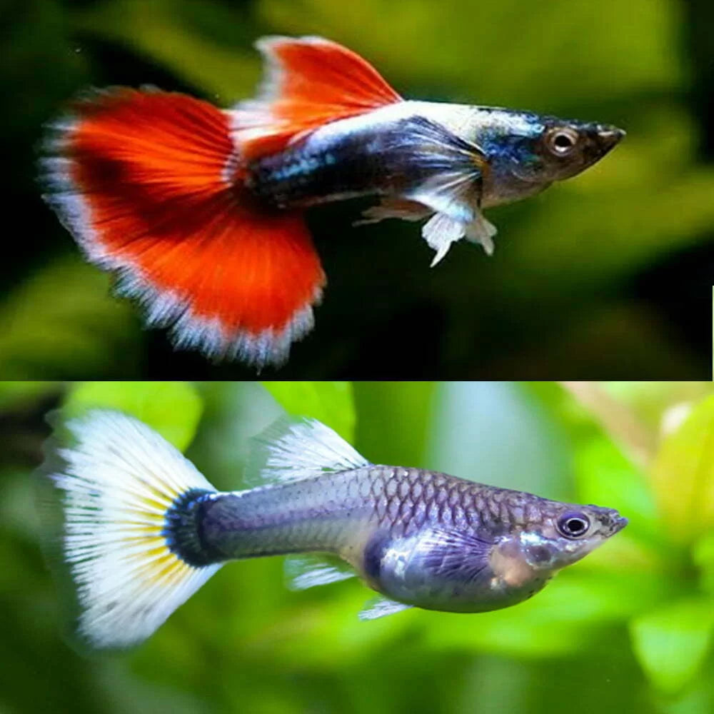 Santa Claus Guppy Pair