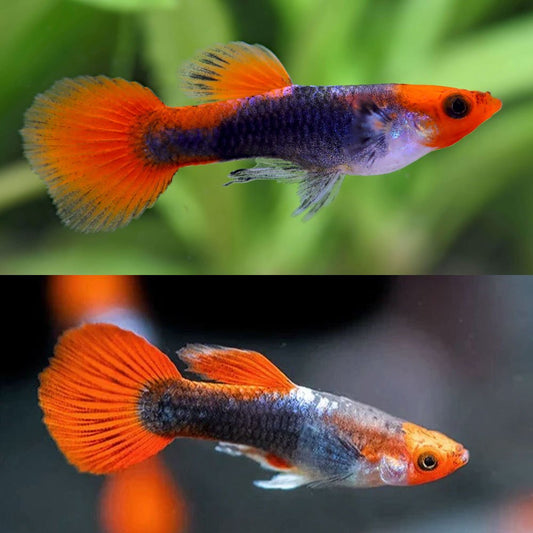 Koi Guppy Pair