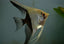 Angel Fish Mix