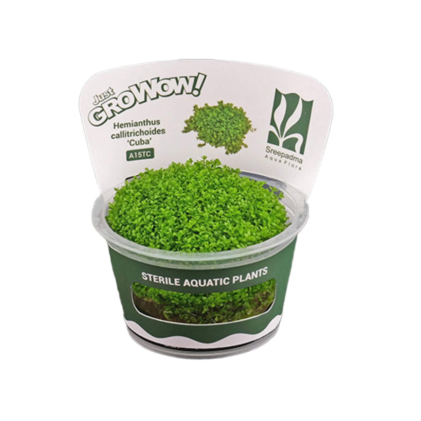 Hemianthus callitrichoides 'Cuba'