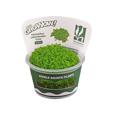 Hemianthus callitrichoides 'Cuba'