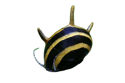 Horn Snail