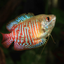 DWARF GOURAMI MIX 4-5cm