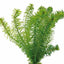 Hydrilla Najans Pot Plant