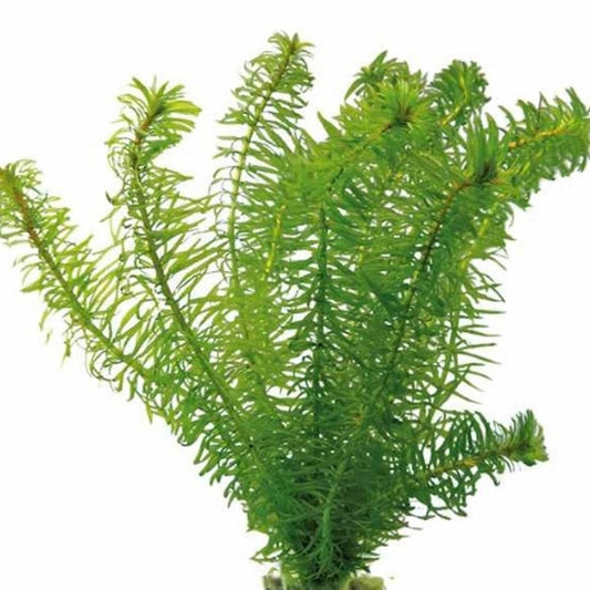 Hydrilla Najans Pot Plant