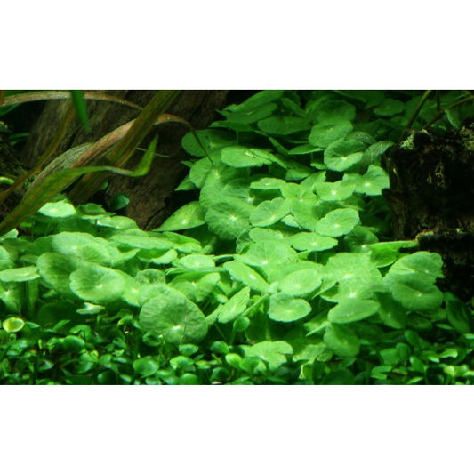 Hydrocotyle Verticillata Pot Plant