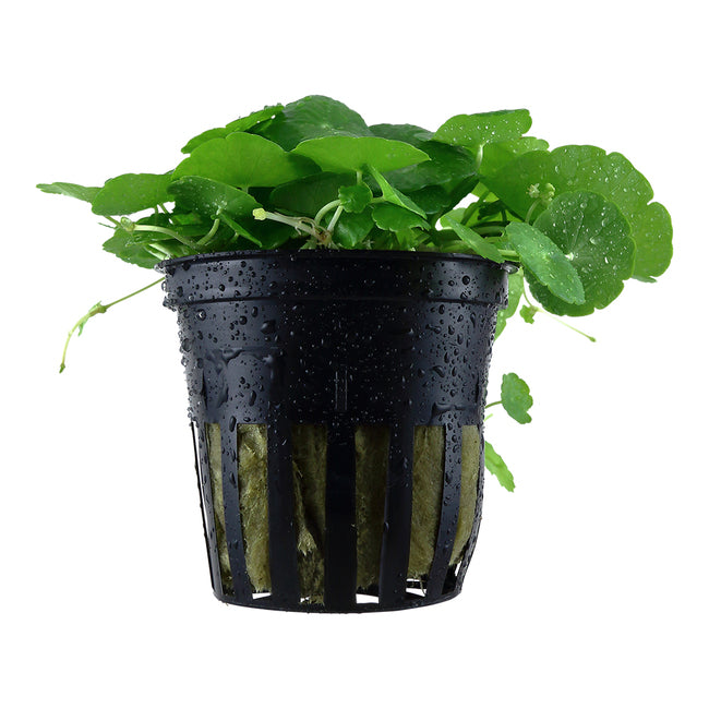 Hydrocotyle Verticillata Pot Plant