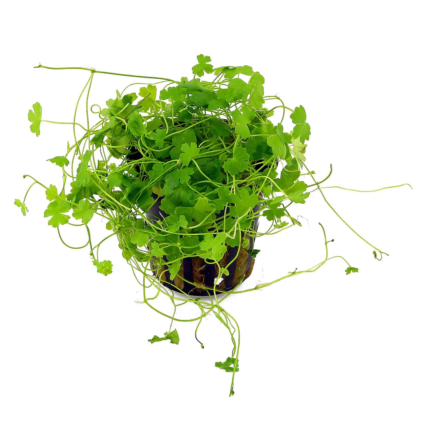 Hydrocotyle Tripartita Japan Pot Plant