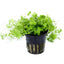 Hydrocotyle Tripartita Japan Pot Plant