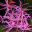 GROWOW HYGROPHILA SP CHAI