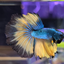 Mustard Gas Betta Fish