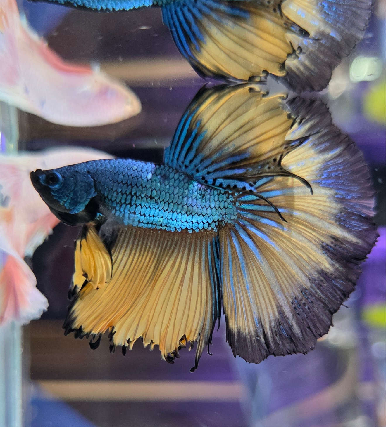 Mustard Gas Betta Fish