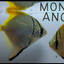 MONO ANGEL