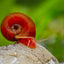 RAMSHORN SNAIL