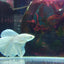 HALFMOON WHITE BETTA