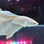 HALFMOON WHITE BETTA