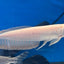 ALBINO AROWANA 18cm-20cm