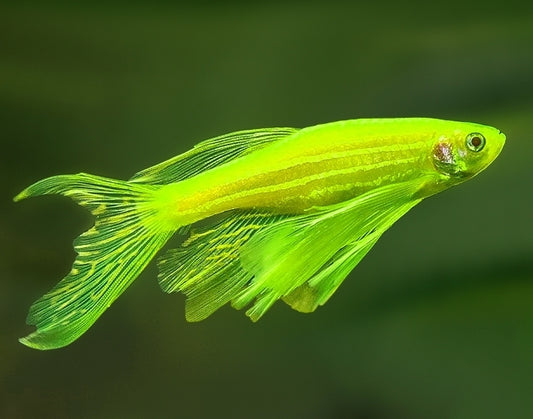Zebra LongFin Glow 3cm
