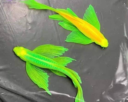 Zebra LongFin Glow 3cm