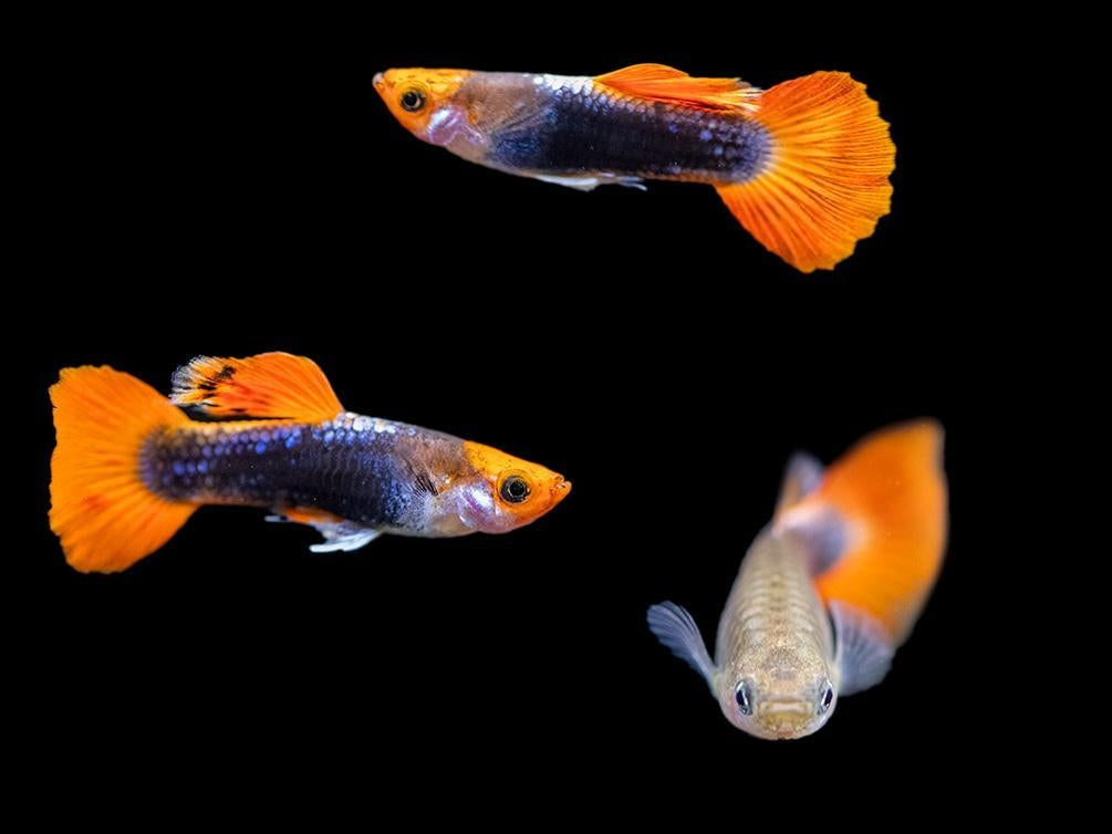 Koi Guppy Pair