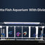 Betta Fish Tank