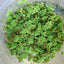 AZOLLA FLOATING PLANT IN CUP