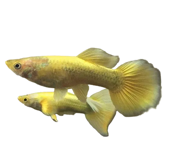 Full Gold Guppy Pair