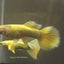 FULL GOLD GUPPY PAIR