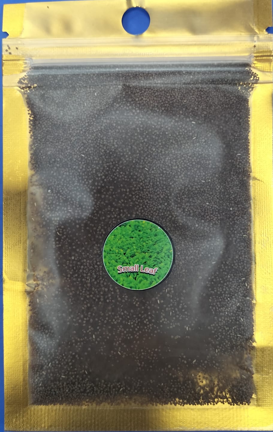 CARPET PLANT SEED SHORT LEAF