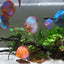 Special Discus – Mix Colors 12–14 cm (German)