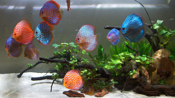 Special Discus – Mix Colors 12–14 cm (German)
