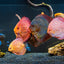 Special Discus – Mix Colors 12–14 cm (German)