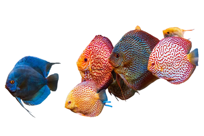 Special Discus – Mix Colors 12–14 cm (German)