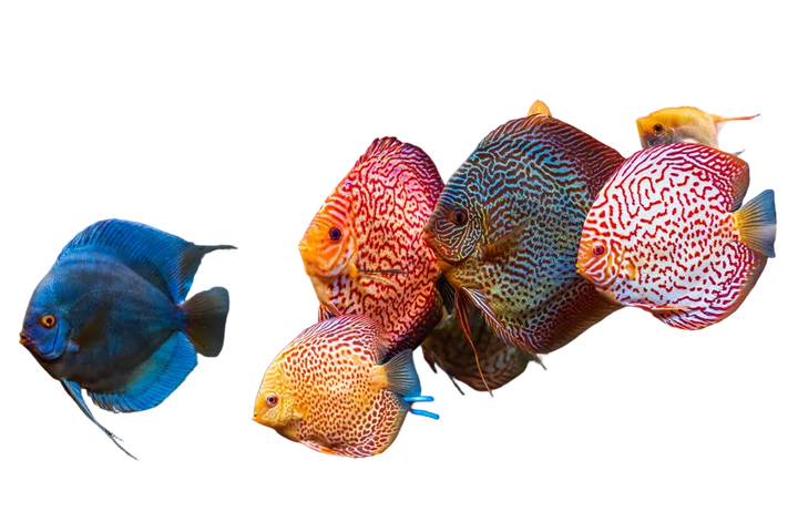 Special Discus – Mix Colors 12–14 cm (German)
