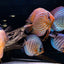 Special Discus – Mix Colors 12–14 cm (German)