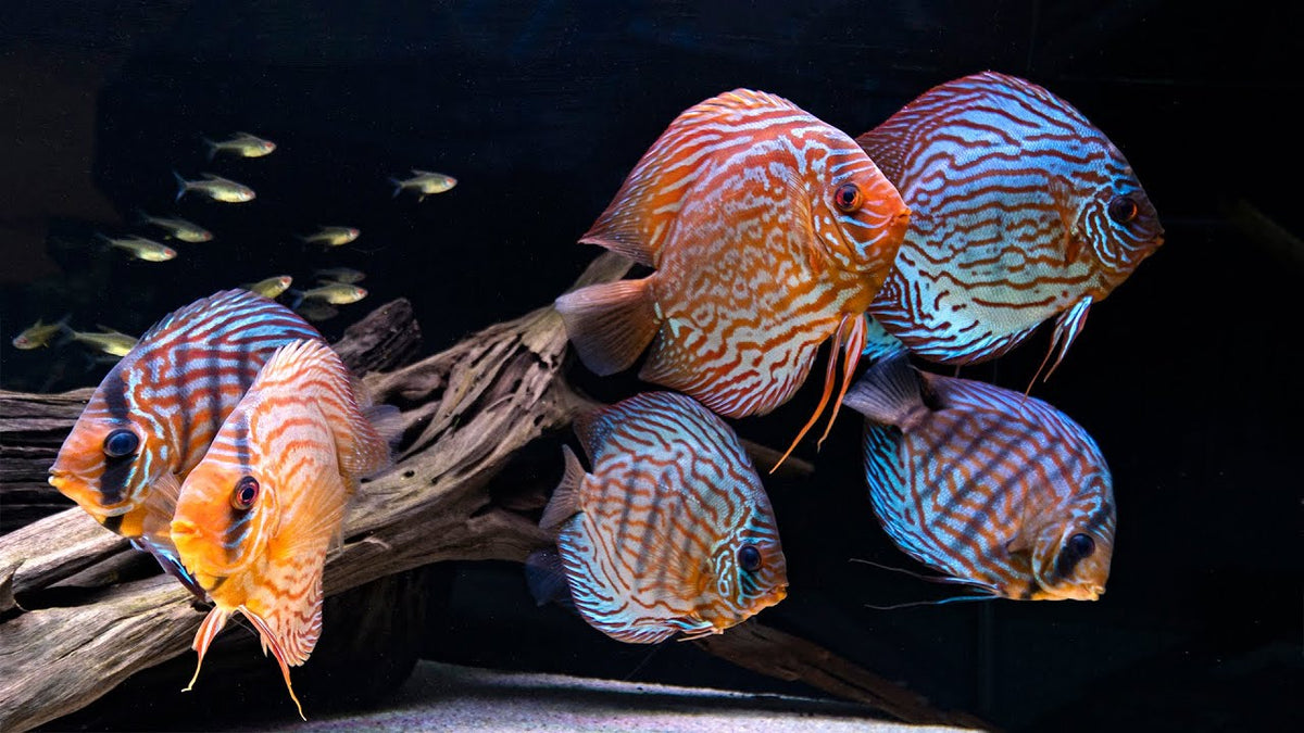 Special Discus – Mix Colors 12–14 cm (German)